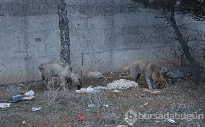 Çöplükte 21 köpek ölü bulundu!