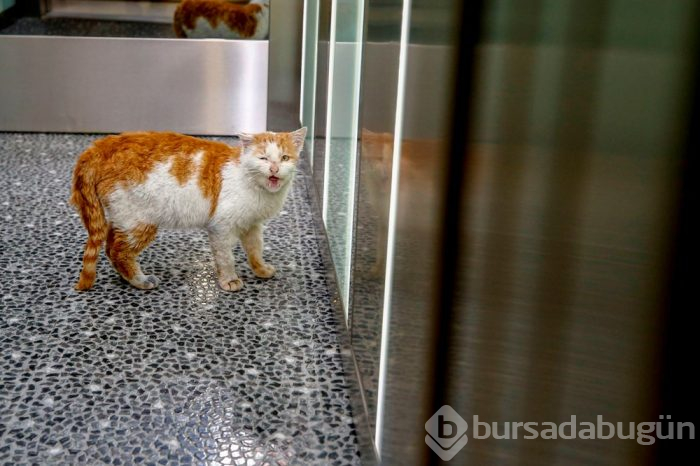 Deprem mağduru Toros'un keyfi yerinde