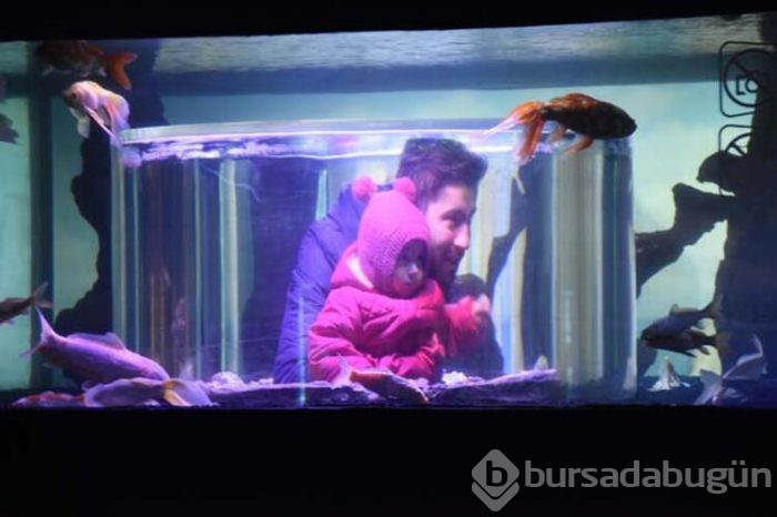 Dalgıçlar, köpek balıkları ile yüzüyor!