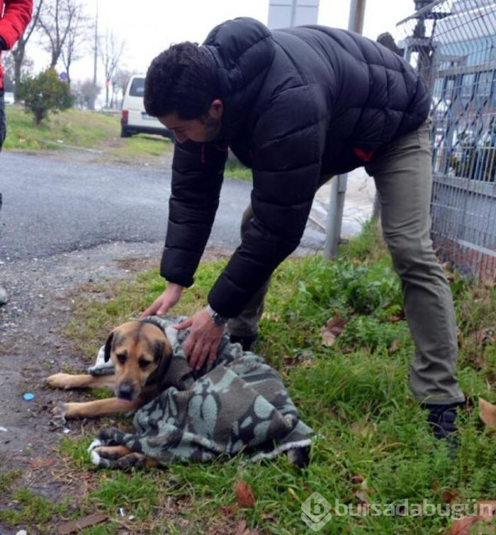 Yaralı köpeğe yardım için çırpındı!