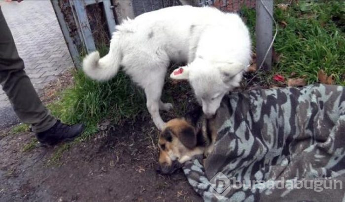 Yaralı köpeğe yardım için çırpındı!