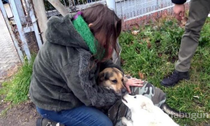 Yaralı köpeğe yardım için çırpındı!