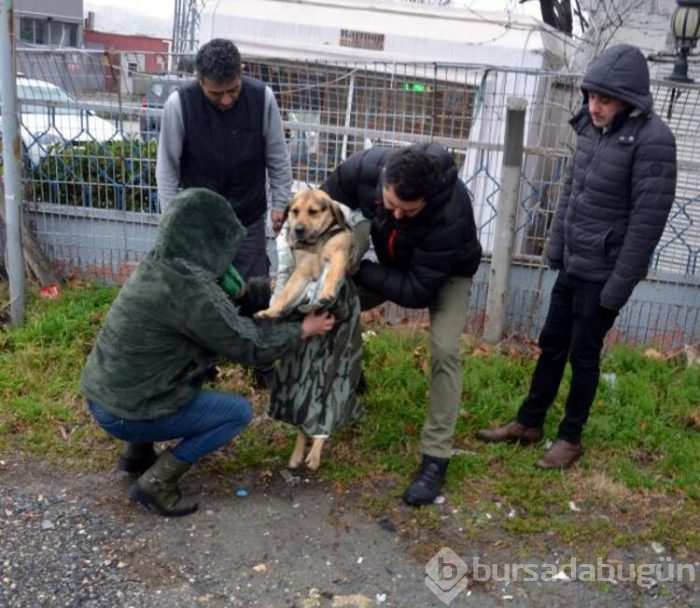Yaralı köpeğe yardım için çırpındı!