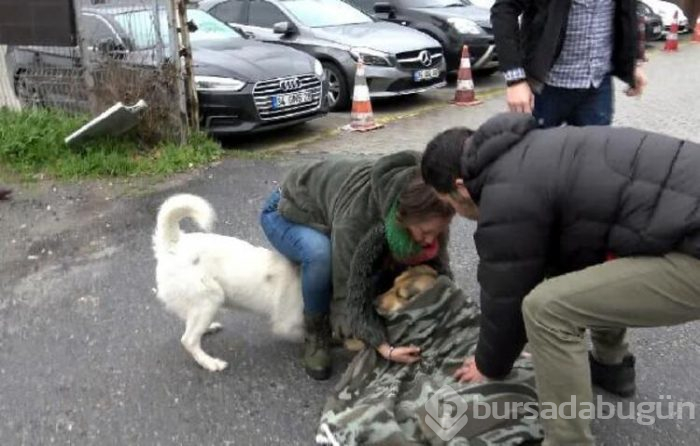 Yaralı köpeğe yardım için çırpındı!