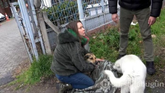 Yaralı köpeğe yardım için çırpındı!