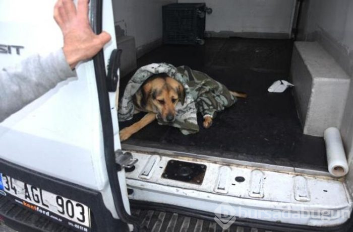 Yaralı köpeğe yardım için çırpındı!