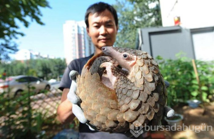 Koronavirüs pangolinden yayılmış olabilir!

