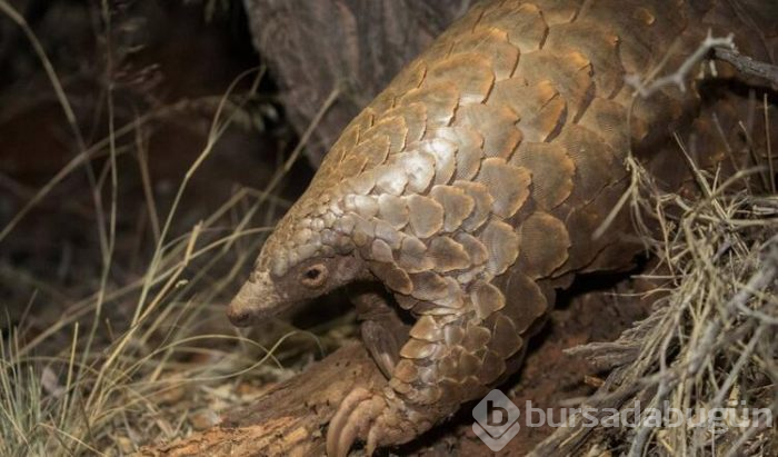 Koronavirüs pangolinden yayılmış olabilir!
