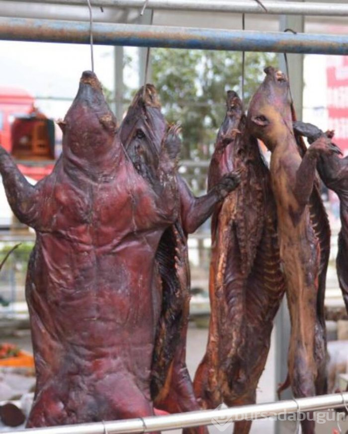 Koronavirüs pangolinden yayılmış olabilir!
