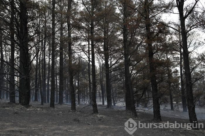 Yağmurlar yangının büyük bir kısmını söndürdü!