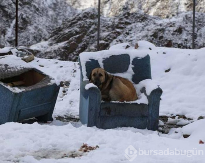 Sokak köpeği ile 6 yavrusu hayvan severler tarafından kurtarıldı!