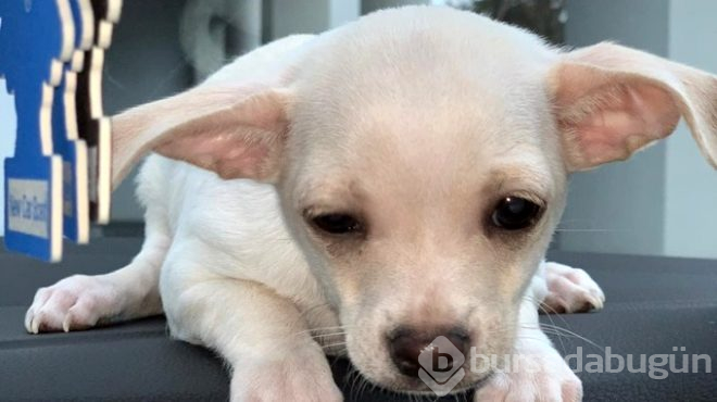 Önce sevgilisini boğdu sonra sevgilisinin kızı ve köpeğine cinsel istirmarda bulunup katletti!
