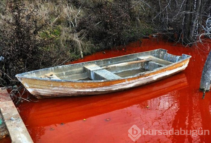 Siyanür dolu sular kenti yok etti!