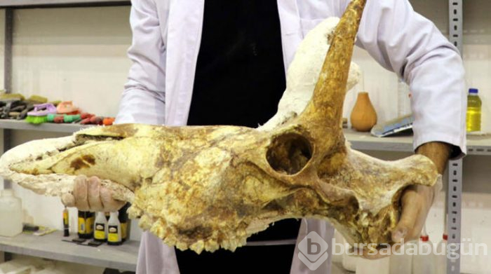7,5 milyon yıllık kafatası temizleniyor