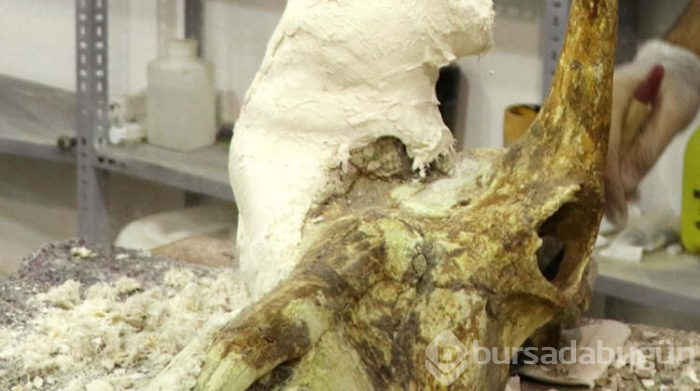 7,5 milyon yıllık kafatası temizleniyor