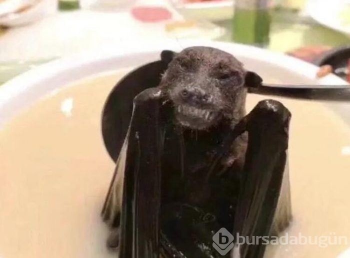 Koronavirüs için umut var! Yarasaların yaşadığı mağara...
