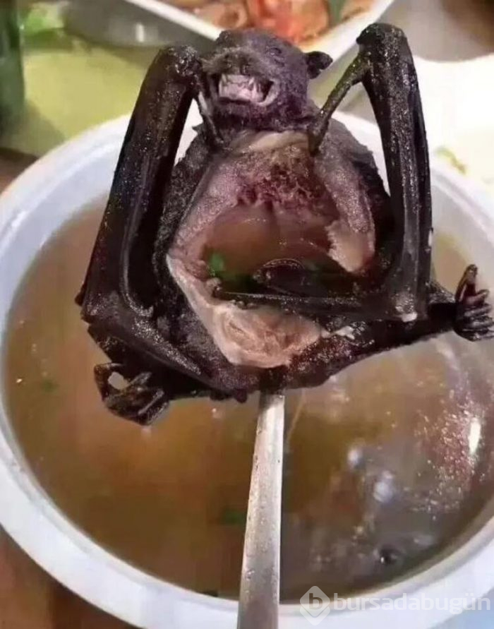 Koronavirüs için umut var! Yarasaların yaşadığı mağara...