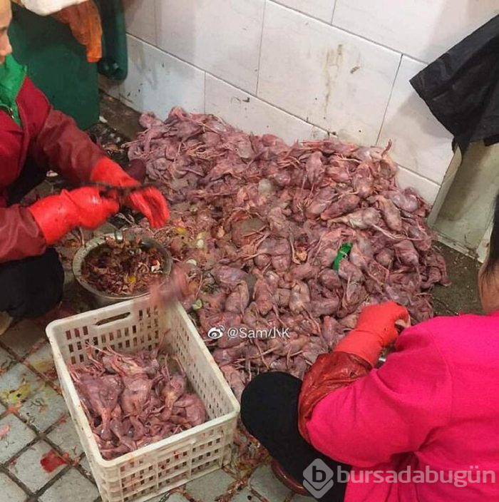 Koronavirüs için umut var! Yarasaların yaşadığı mağara...