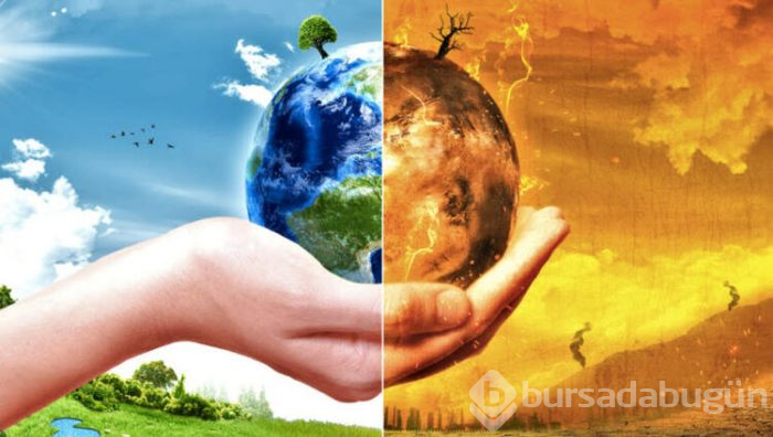 Arıların kıyameti! Dünyayı endişelendiren son