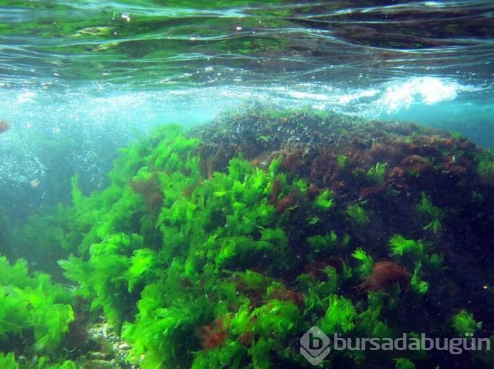 Marmara'daki kayıp ada bulundu! Sular altında kalan gizemli ada...