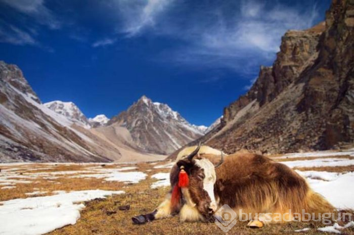 Gizemli bir ülke Bhutan! Dağların arasında saklı...