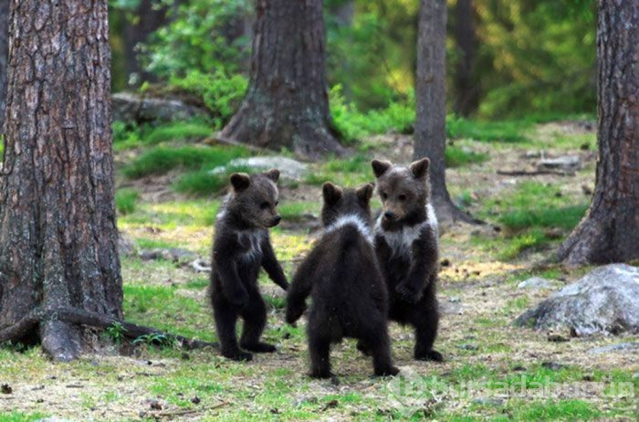 Finlandiya ormanlarında dans eden ayı yavruları