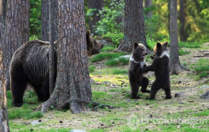 Finlandiya ormanlarında dans eden ayı yavruları