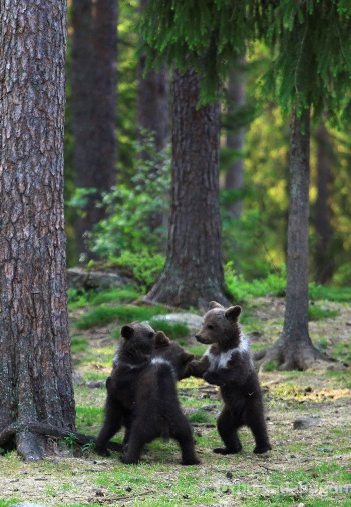 Finlandiya ormanlarında dans eden ayı yavruları