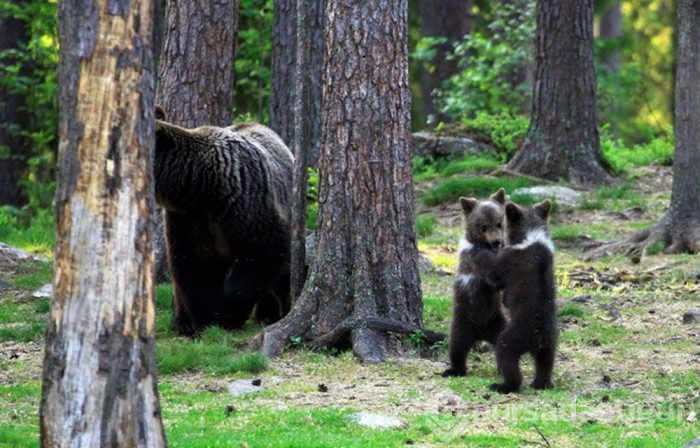 Finlandiya ormanlarında dans eden ayı yavruları