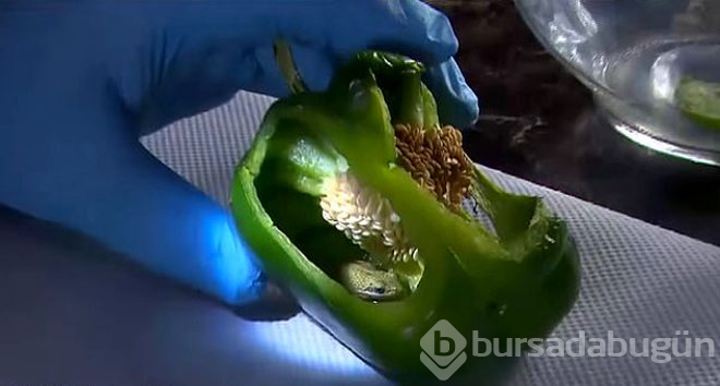 Dolmalık biberin içinden çıkan şey şoke etti!