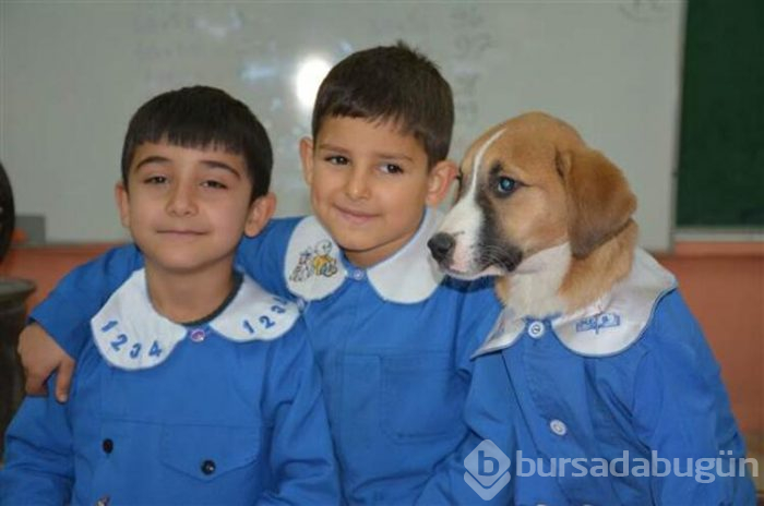 Yavru köpek derslere giriyor! 'Fındık' önlüğüyle okulun maskotu oldu