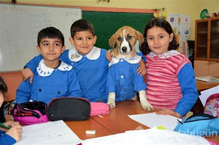 Yavru köpek derslere giriyor! 'Fındık' önlüğüyle okulun maskotu oldu