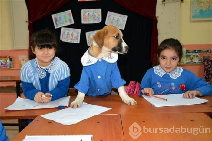 Yavru köpek derslere giriyor! 'Fındık' önlüğüyle okulun maskotu oldu