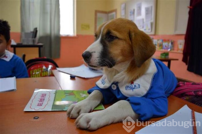 Yavru köpek derslere giriyor! 'Fındık' önlüğüyle okulun maskotu oldu
