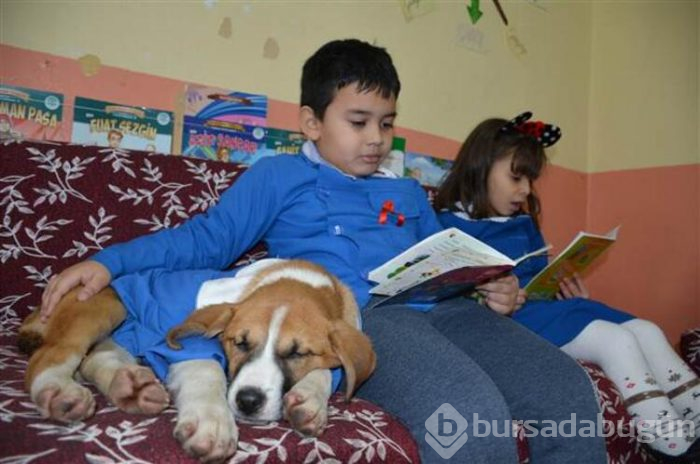 Yavru köpek derslere giriyor! 'Fındık' önlüğüyle okulun maskotu oldu