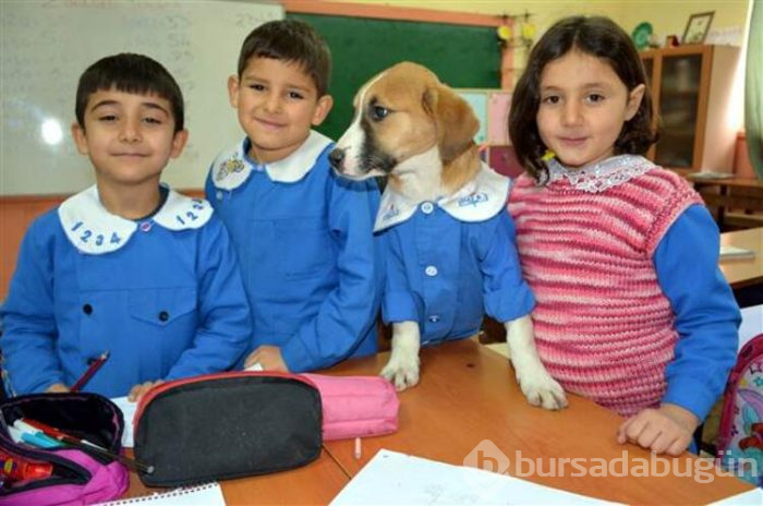 Yavru köpek derslere giriyor! 'Fındık' önlüğüyle okulun maskotu oldu