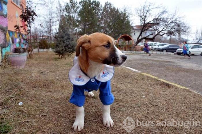 Yavru köpek derslere giriyor! 'Fındık' önlüğüyle okulun maskotu oldu