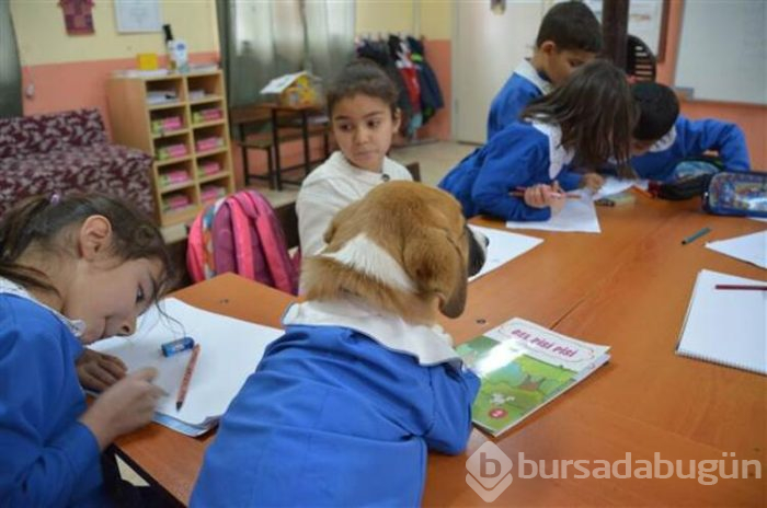 Yavru köpek derslere giriyor! 'Fındık' önlüğüyle okulun maskotu oldu