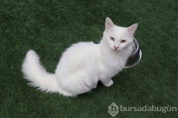 Van kedileri bu yılın ilk doğumunu yaptı