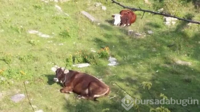 Bahçesinde Roma dönemine ait eserler çıktı