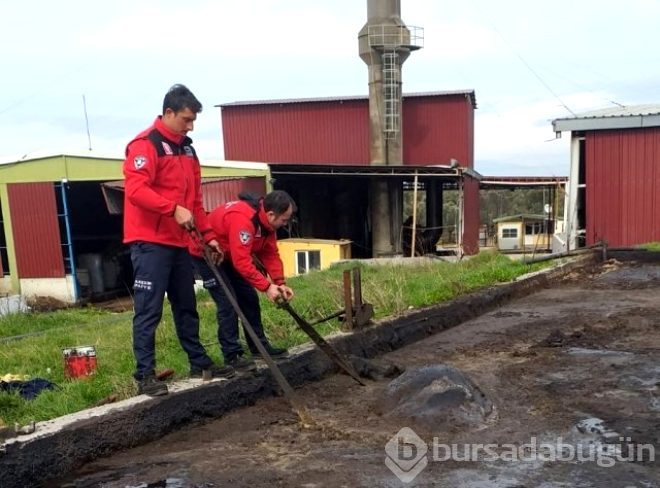 Pirina havuzuna düşen ineğin çırpınışı! 