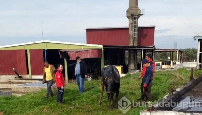 Pirina havuzuna düşen ineğin çırpınışı! 