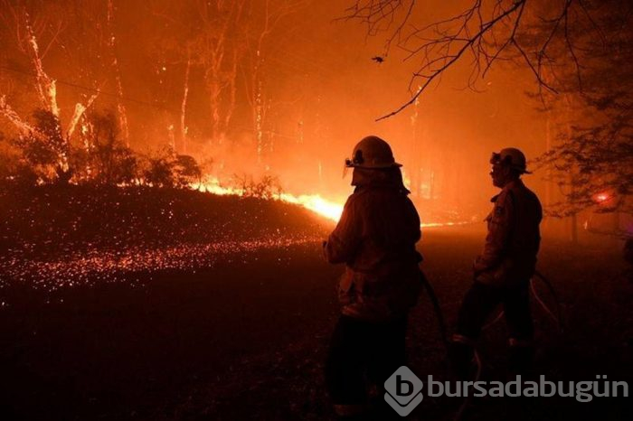 Yangın, Avustralya'daki ormanların yüzde 21'ini yok etti!