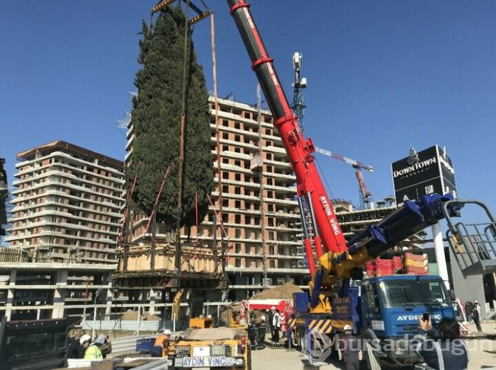Bursa'da 55 yıllık selvi ağacı zarar görmeden taşındı!