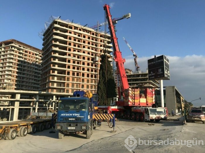 Bursa'da 55 yıllık selvi ağacı zarar görmeden taşındı!