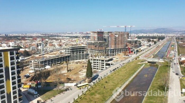 Bursa'da 55 yıllık selvi ağacı zarar görmeden taşındı!