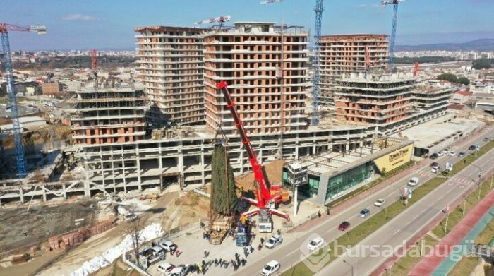Bursa'da 55 yıllık selvi ağacı zarar görmeden taşındı!