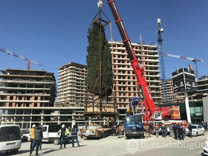 Bursa'da 55 yıllık selvi ağacı zarar görmeden taşındı!