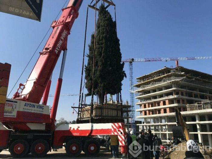 Bursa'da 55 yıllık selvi ağacı zarar görmeden taşındı!