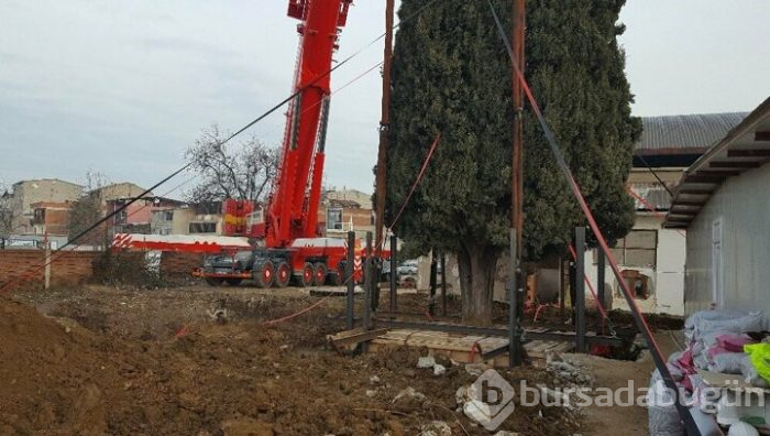 Bursa'da 55 yıllık selvi ağacı zarar görmeden taşındı!